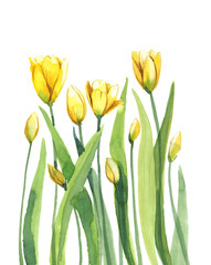 tulips with stem and leaf isolate on white background