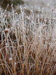 Frozen Grass Stalks in Field of Kemeri moor in Latvia