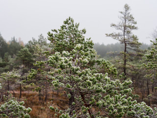Closeup of Pine Tree Branch in Field of Kemeri moor in Latvia