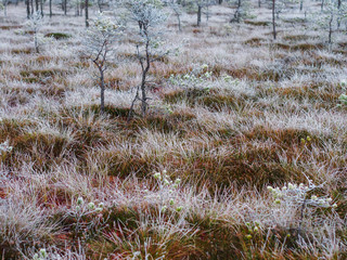 Pine Trees in Field of Kemeri moor in Latvia