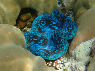 Riesenmuscheln im Korallengarten Malediven