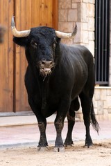 toros en españa