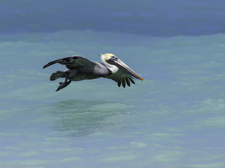 Brown Pelican in Flight over Ocean