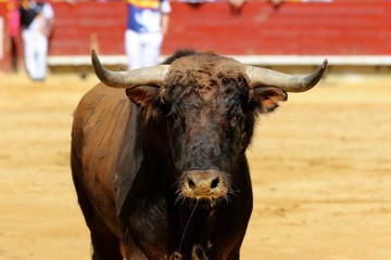 toros en españa