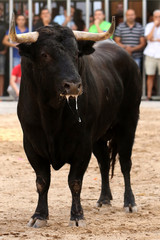 toros en españa