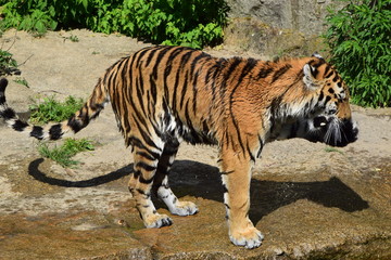 tiger