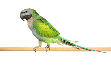 Obraz premium Derbyan parakeet on a wooden perch