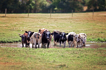 Small Herd of Holstein Cows Huddled together in a Water Puddle on a Hot Summer Day
