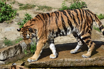 tiger