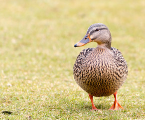 Female Mallard