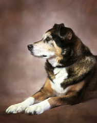 Naklejka na ściany i meble Dignified Dog Portrait on Hand Painted Muslin Fine Art Backdrop