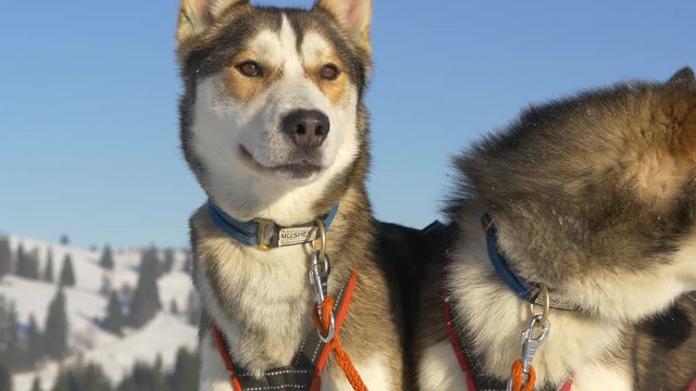 Close up view of two husky dogs