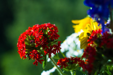 a bouquet of bright spring flowers of various types