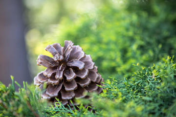 Fototapeta premium Pine-cone on the branch