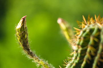 Cactus echinopsis tubiflora
