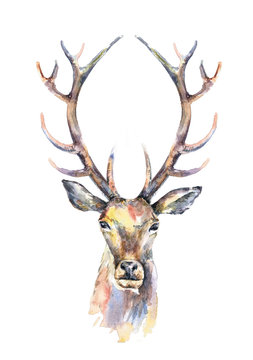 Watercolor illustration. Isolated deer head with beautiful horns on white background.