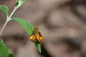 Skipper