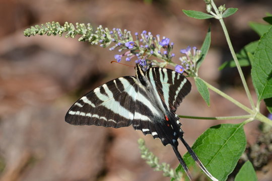 Zebra Swallowtail