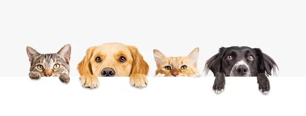 Zelfklevend Fotobehang Honden en katten gluren over webbanner © adogslifephoto