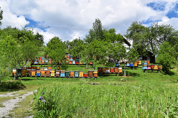 Beekeeping in a countryside yard