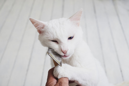 Brush-grooming a whit domestic cat