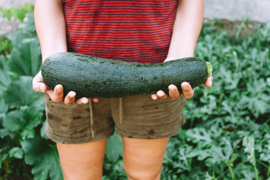 Big zucchini