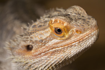 macro photo of  lizard