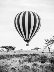 Hot air balloon landing in african savannah. Black and white image.