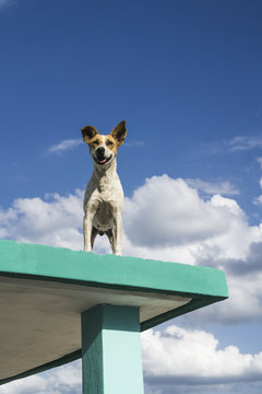 Dog on Rooftop