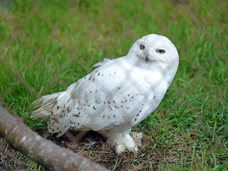 Schneeeule im Gras