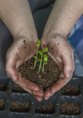 Sprouts in the hands