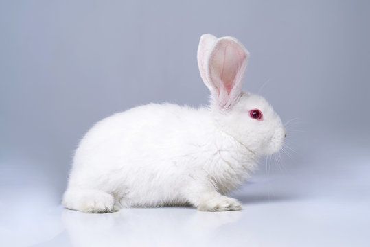 White rabbit on a light gray background.