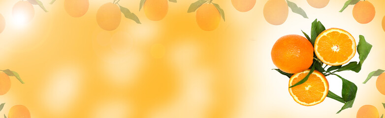 Fresh citrus fruits Orange background.Long web format for banner.