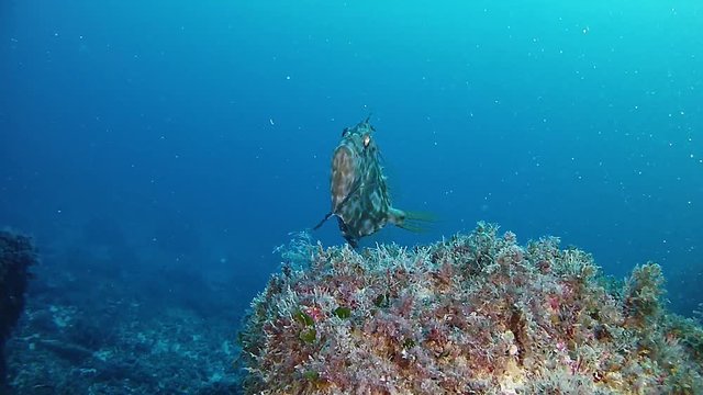 Scuba diving in the Mediterranean sea Saint peter fish close to the camera