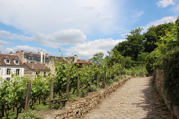 Fototapeta na wymiar Vignes de Montmartre