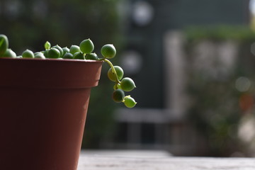 String of Pearls