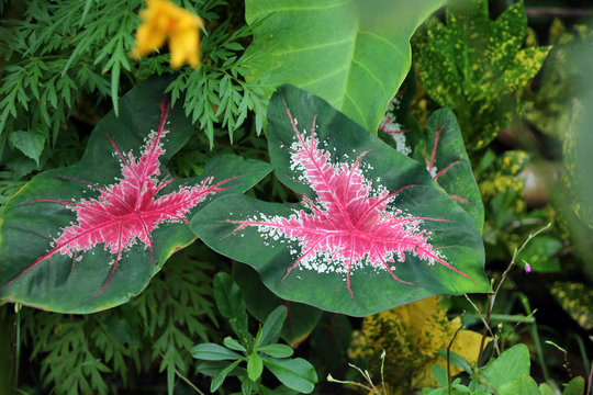 Kaladie, Buntwurz (Calladium bicolor)
