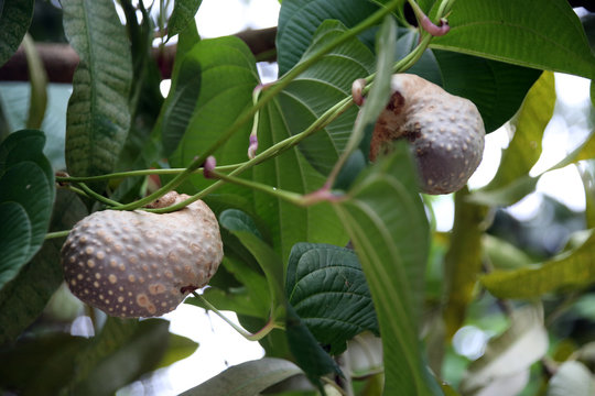 Luftkartoffel (Dioscorea bulbifera), Kletterpflanze mit Bulbille