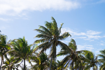 Fototapeta na wymiar Coconut trees in Praia do Forte, Bahia, Brazil