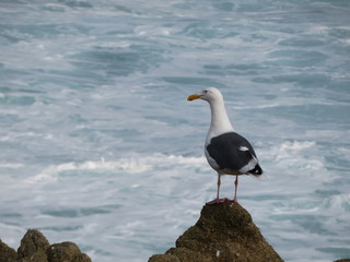 Costa pacifica