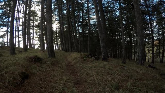 walk true forest 