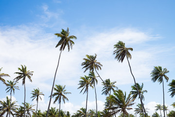 Obraz premium Coconut trees in Praia do Forte, Bahia, Brazil