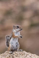 Streifenhörnchen 9
