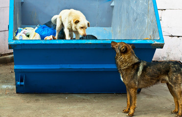 dogs freegans in dumpster