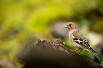 Fringilla coelebs. Wildlife of Finland. Expanded throughout Europe. Beautiful picture. Free nature. Scandinavia. A colorful picture of nature.