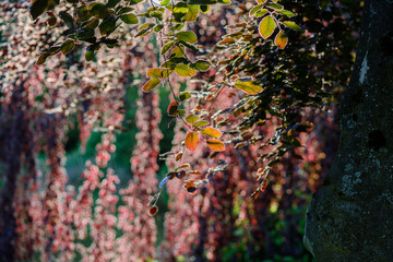 branches of a tree with colorful leaves shining in the sunlight