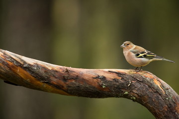 Fringilla coelebs. Wildlife of Finland. Expanded throughout Europe. Beautiful picture. Free nature. Scandinavia. A colorful picture of nature.