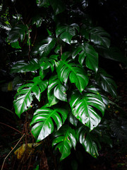 雨の日のジャングル