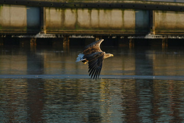 Orzeł Bielik w locie - najwspanialszy polski orzeł w całej swojej krasie © zmija5