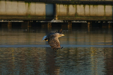 Orzeł Bielik w locie - najwspanialszy polski orzeł w całej swojej krasie © zmija5
